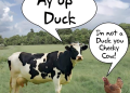 Ay up duck cow picture